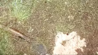 Después del ataque Mauricio N se dio a la fuga pero fue detenido después por elementos de la SSP Foto: Especial