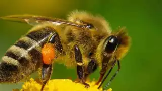 Casi todos los tipos de abejas son de hábitos solitarios, sólo las melíferas y meliponas forman enjambres