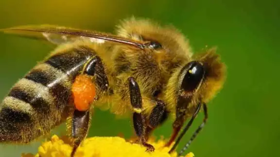 Casi todos los tipos de abejas son de hábitos solitarios, sólo las melíferas y meliponas forman enjambres Casi todos los tipos de abejas son de hábitos solitarios, sólo las melíferas y meliponas forman enjambres