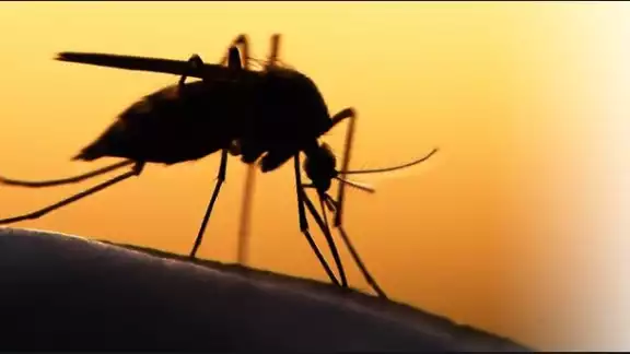 La OMS publicará un informe sobre los países que han erradicado casi por completo la malaria La OMS publicará un informe sobre los países que han erradicado casi por completo la malaria