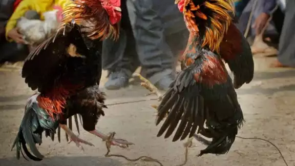 Un gallo mató a un hombre durante una pelea de gallos ilegal Un gallo mató a un hombre durante una pelea de gallos ilegal
