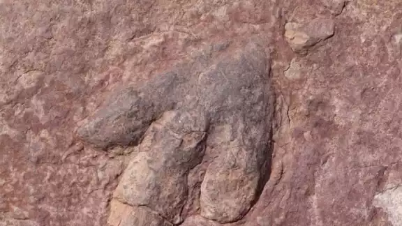 Los titanosaurios son considerados los animales más grandes que hayan caminado sobre la Tierra Los titanosaurios son considerados los animales más grandes que hayan caminado sobre la Tierra