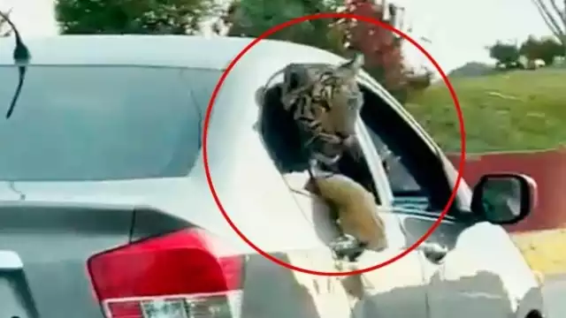 Circula un video en el que se ve a un Tigre dentro de una auto en Mazatlán