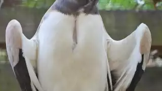 Zopilote Rey, al borde de la extinción en Quintana Roo: Experto