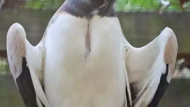 Se le ha visto en la zona de Los Planes en la Zona Maya de Q.Roo