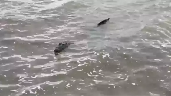 El cocodrilo Larry aparece en la Bahía de Chetumal y saluda a turistas El cocodrilo Larry aparece en la Bahía de Chetumal y saluda a turistas