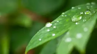 Tres plantas que te ayudarán a reducir la humedad dentro de tu hogar