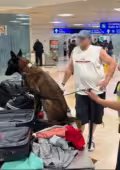 Un binomio canino descubrió el doble fondo de la maleta donde estaba la droga.