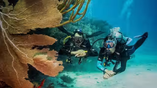 Denuncian daño a arrecifes en Riviera Maya por buzos extranjeros sin permisos