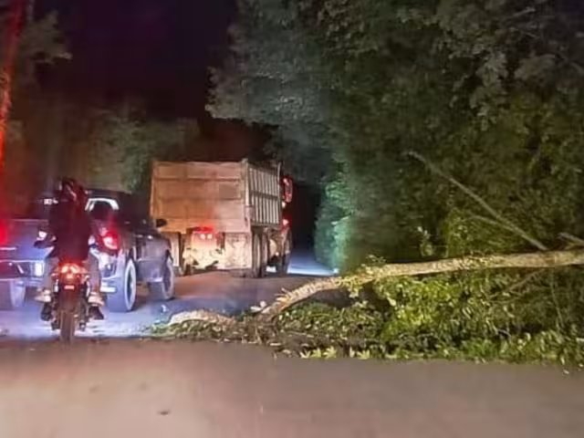 Debido a la rápida respuesta de los elementos de la CNE, el árbol fue retirad para seguir evitando el tráfico