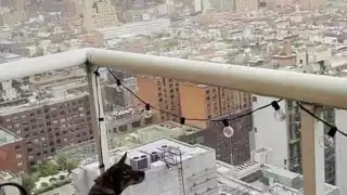 La historia de Negrita, una perrita que fue encontrada en Mahahual