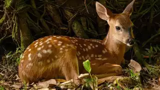 Identifican a familia de presuntos cazadores furtivos de venados en Ticul, Yucatán
