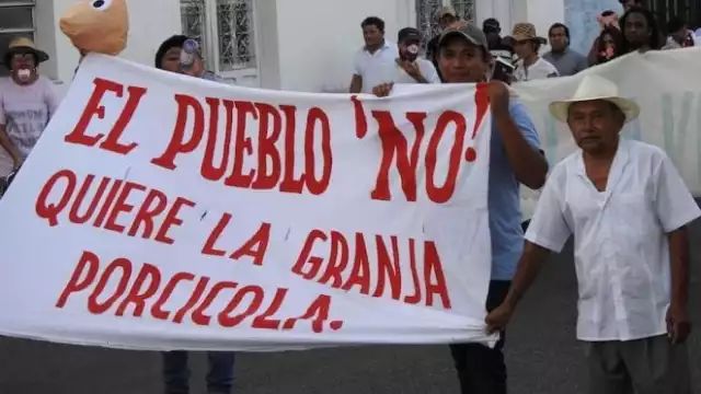 Los pobladores cercanos a las granjas porcícolas de Kekén denuncias contaminación e irregularidades en ellas