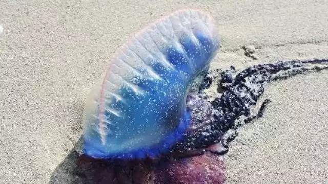 Una picadura de 'agua mala' puede ocasionar quemaduras, problemas respiratorios o la muerte
