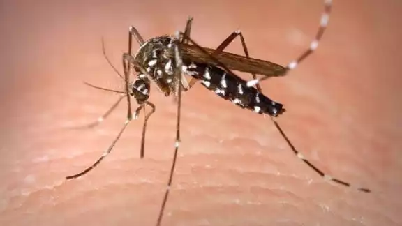 En la última semana, la patología vectorial se duplicó, pues en esta ocasión se diagnosticaron 49 positivos al virus En la última semana, la patología vectorial se duplicó, pues en esta ocasión se diagnosticaron 49 positivos al virus