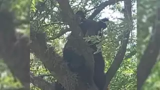 El oso fue liberado en la sierra en un lugar seguro