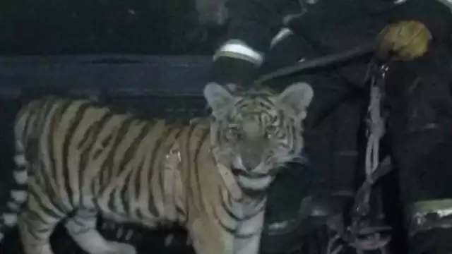 El cachorro de tigre fue trasladado a un veterinario para su valoración. Foto: Especial