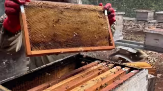 La producción china invadió el mercado y lo saturó, por lo que el precio del dulce cayó a 20 pesos