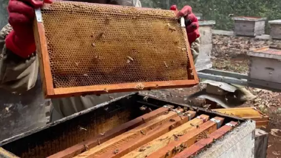 La producción china invadió el mercado y lo saturó, por lo que el precio del dulce cayó a 20 pesos
