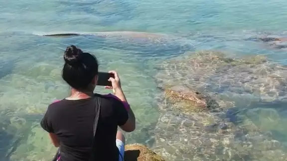 El avistamiento de este animal es poco común en la zona El avistamiento de este animal es poco común en la zona