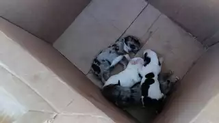 Se busca a una perrita que hace poco haya dado a luz a sus crías a fin de que pueda alimentar a los cachorritos