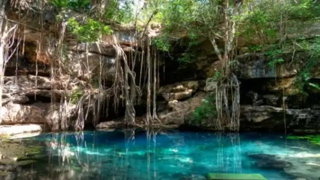 En este cenote se puede tener contacto con especies marinas
