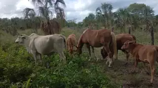 Reportan robo de ganado en Sabancuy