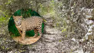 Pobladores de Papacal en Peto señalan la presencia de un jaguar cerca de sus casas