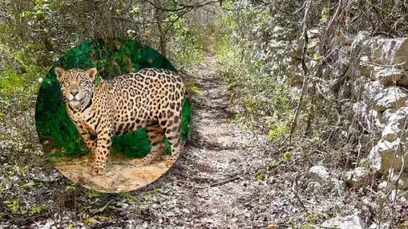 Pobladores de Papacal señalan que han visto las huellas del jaguar cerca de sus casas Pobladores de Papacal señalan que han visto las huellas del jaguar cerca de sus casas