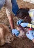 Investigación alerta sobre expansión del gusano barrenador y aumento potencial de infestaciones