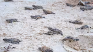 Casi 7 mil tortugas marinas llegan al mar en Cozumel durante temporada de anidación 2026