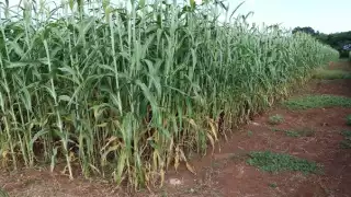 En el municipio de Escárcega que en los cultivos de maíz es donde hay mayor reporte de daños