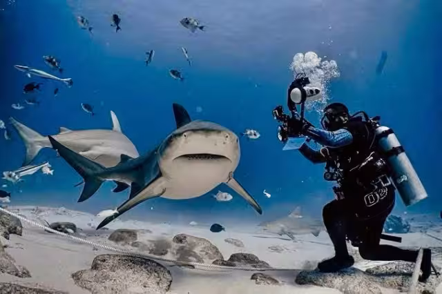 No hay ningún permiso para la captura de esta especie de tiburón.