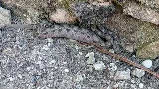 Capturan Boa Constrictor en Chicxulub Puerto
