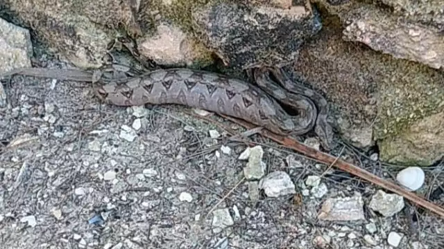 Campesinos de Peto han visto boas entre sus cosechas