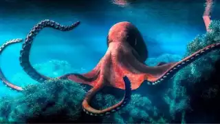 Los efectos del sobrecalentamiento de las aguas así como la pesca irresponsable suponen un riesgo para las poblaciones futuras de este animal