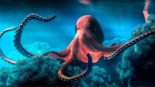 Los efectos del sobrecalentamiento de las aguas así como la pesca irresponsable suponen un riesgo para las poblaciones futuras de este animal