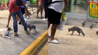 La Secretaría de Salud busca a personas que tuvieron contacto con la zorra gris y a propietarios de mascotas que pudieron interactuar con el animal