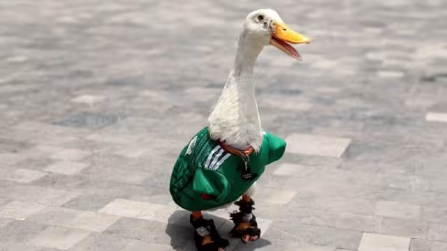 Merlín triunfa como la mascota del Mundial en México