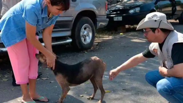 La Ley de protección animal establece que las penas van de tres a 36 meses de prisión