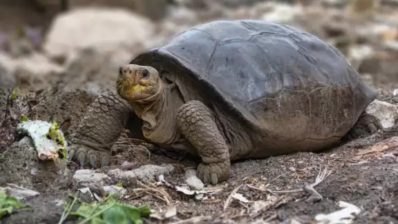 La Chelonoidis phantasticus, propia de la isla Fernandina, es una de las 15 especies de tortugas gigantes de Galápagos La Chelonoidis phantasticus, propia de la isla Fernandina, es una de las 15 especies de tortugas gigantes de Galápagos
