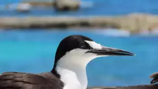 Las aves disfrutan estar en lugares junto al mar