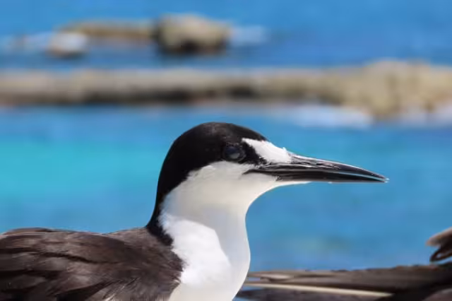 Las aves disfrutan estar en lugares junto al mar