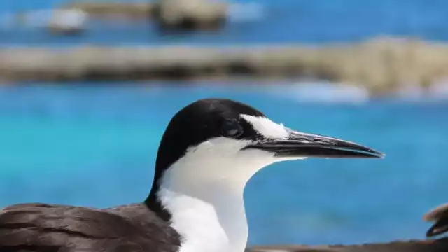 Las aves disfrutan estar en lugares junto al mar
