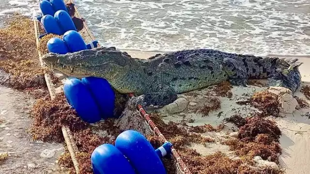 Esta es la foto que compartió esta tarde el gobernador de Quintana Roo, Carlos Joaquín. Foto: Twitter @CarlosJoaquin