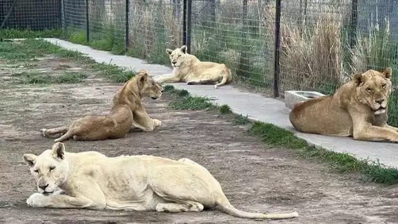 Los felinos fueron hallados en condiciones deplorables. Foto: @comunalmx