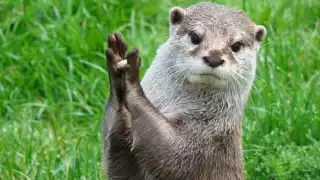 Disfruta de los animalitos en la plataforma Youtube