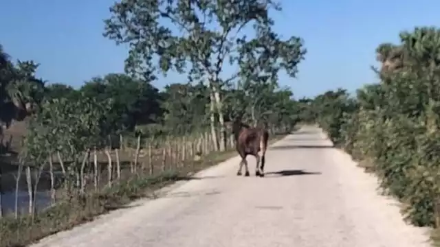 Automovilistas han fotografiado a toros sueltos en la vía de Sabancuy a Calax, lo que pone en riesgo a los conductores y animales