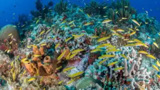 Científicos exploran arrecifes en Yucatán para documentar el daño que presentan