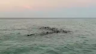 Los delfines fueron avistados cerca de Punta Mosquito, y luego en Holbox, ubicada en la Zona Norte de Quintana Roo